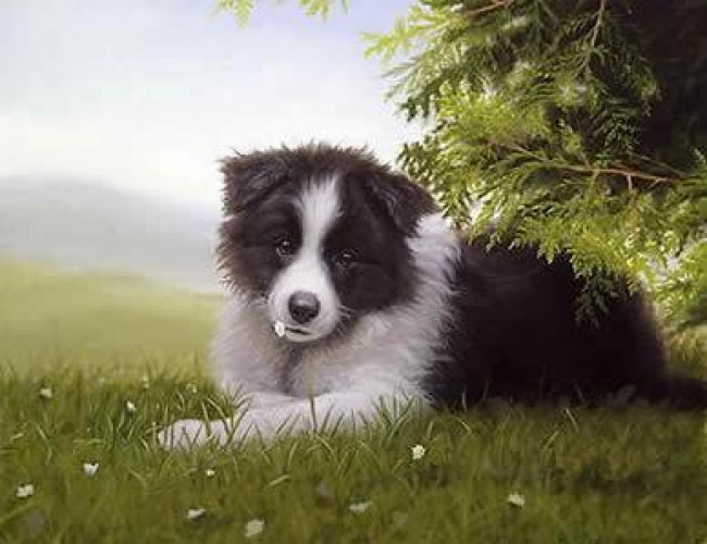 Daisy - Border Collie