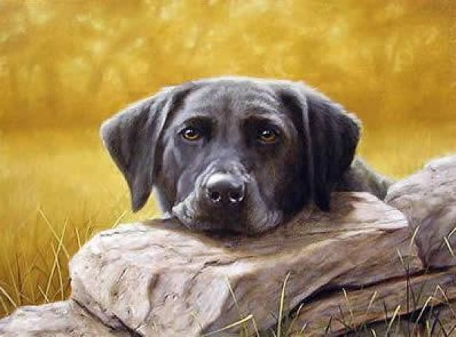 Black Lab Lazing - Print only Black Lab Lazing - Print only