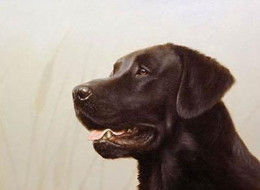 Black Lab Head Study (Self Published) - Print only
