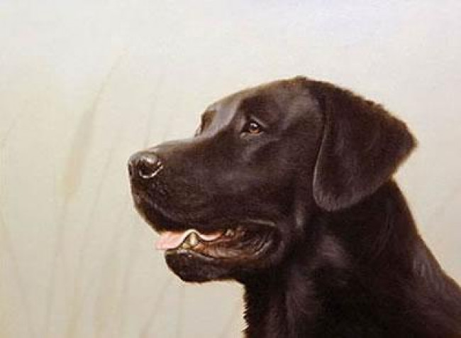 Black Lab Head Study (Self Published)