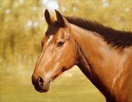 Horse Portrait - Print only