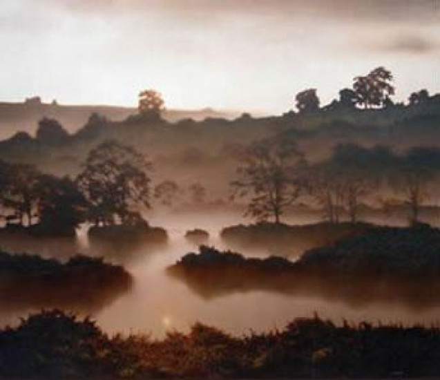 The Flooded Field