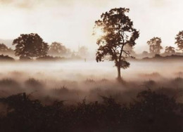 Morning Mist (Church Couple) - Mounted