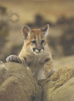 Young Mountain Lion - Print