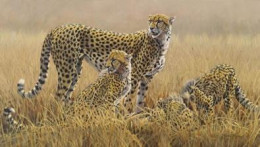 Watching For Scavengers - Cheetahs - Print only