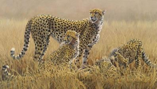 Watching For Scavengers - Cheetahs (Canvas) - Box Canvas
