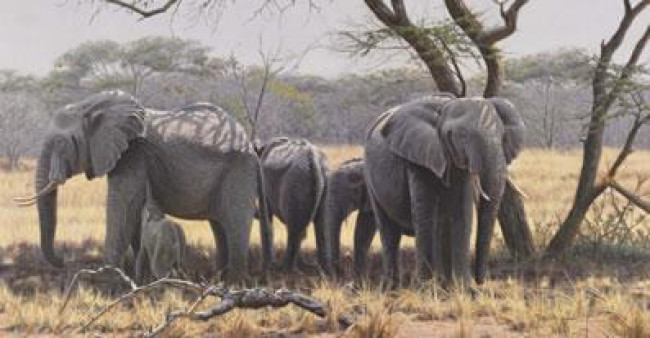Taking Shade - Elephants (Canvas)
