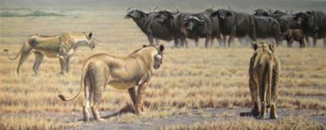 The Standoff - Lionesses (Canvas) - Box Canvas The Standoff - Lionesses (Canvas) - Box Canvas