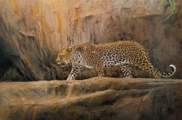 Leopard At Bushman Rock - Print only