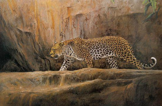 Leopard At Bushman Rock - Print only Leopard At Bushman Rock - Print only