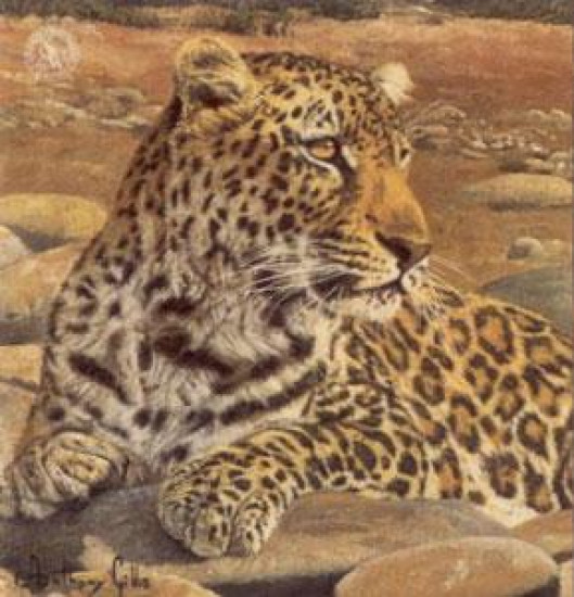 Five Faces Of India - Leopard