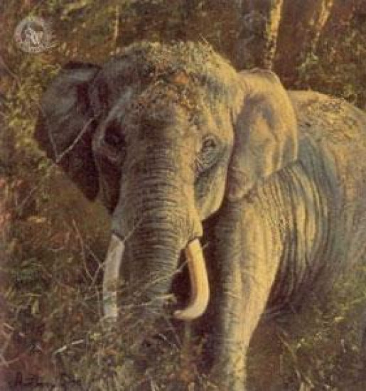 Five Faces Of India - Indian Elephant