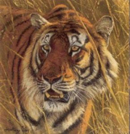 Five Faces Of India - Bengal Tiger - Print only