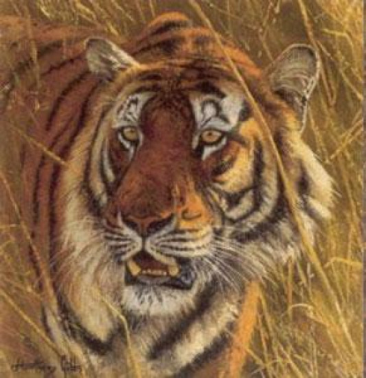 Five Faces Of India - Bengal Tiger