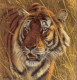 Five Faces Of India - Bengal Tiger - Print only