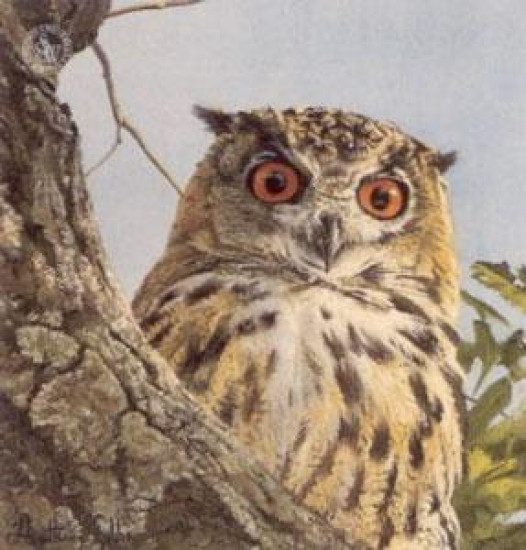 Five Faces Of India - Bengal Eagle Owl