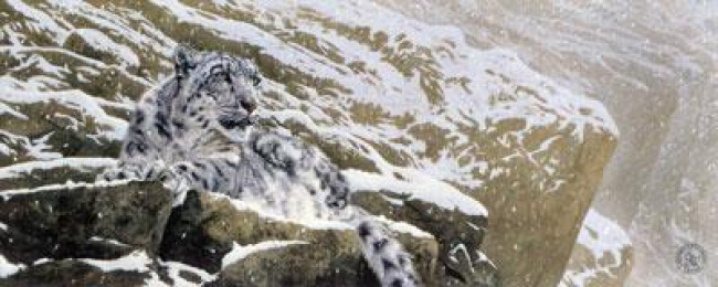 Snow Leopard - Mounted