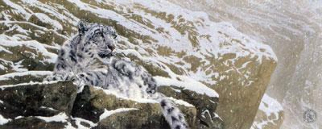 Snow Leopard - Mounted Snow Leopard - Mounted