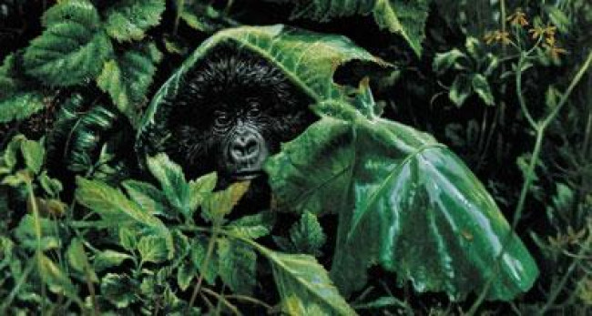 Looks Like Rain - Gorilla - Mounted Looks Like Rain - Gorilla - Mounted