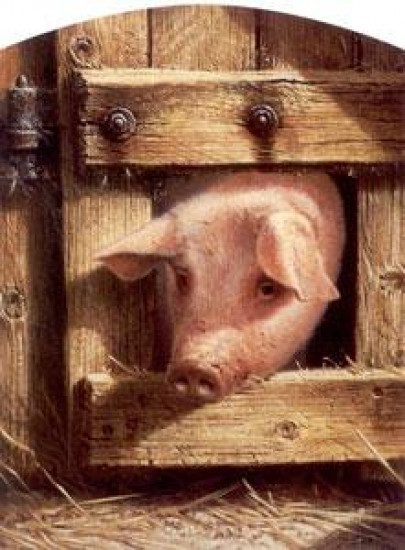 Nosy Parker - Pig - Mounted Nosy Parker - Pig - Mounted