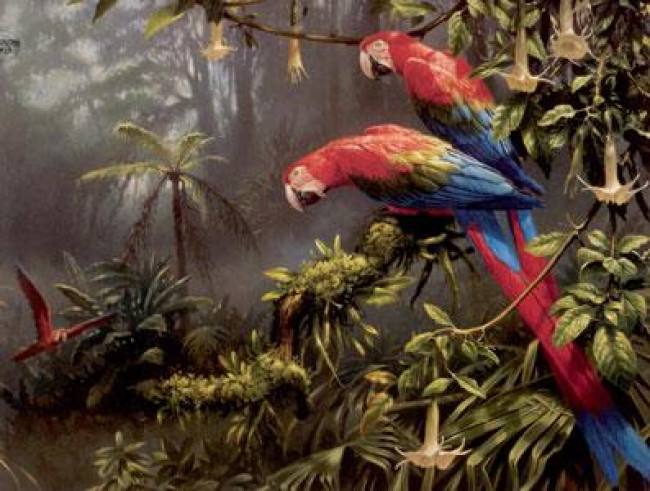 Jewels Of The Forest  - Parrots - Mounted
