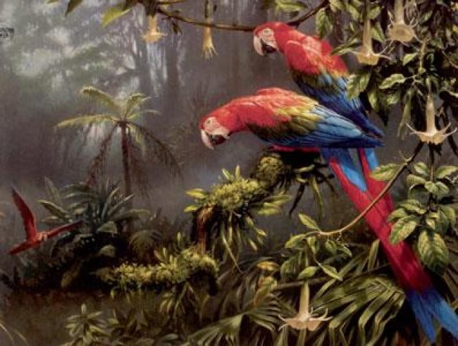 Jewels Of The Forest - Parrots - Mounted Jewels Of The Forest - Parrots - Mounted