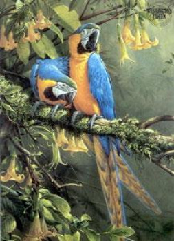 Blue & Gold Macaw - Parrots - Mounted