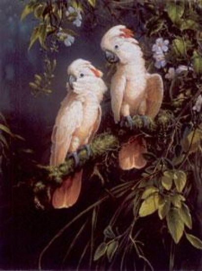 Salmon Crested Cockatoo - Parrots - Mounted