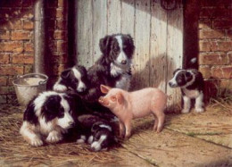 Piggy In The Middle - Border Collies & Pig - Mounted