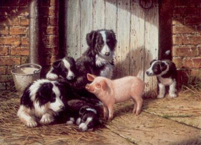 Piggy In The Middle - Border Collies & Pig