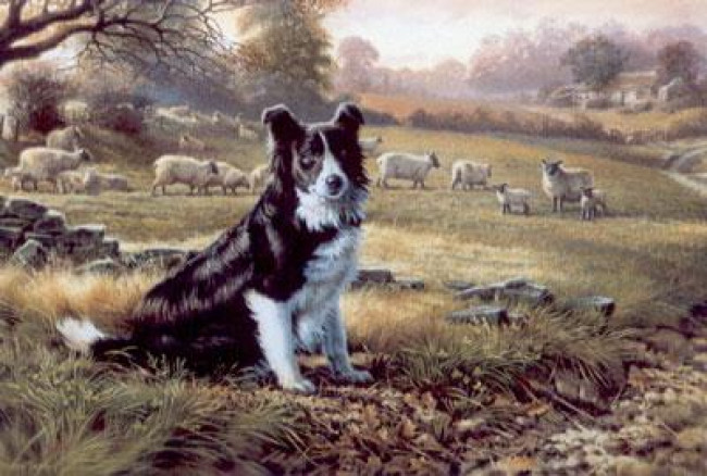 Ready For Work - Border Collie
