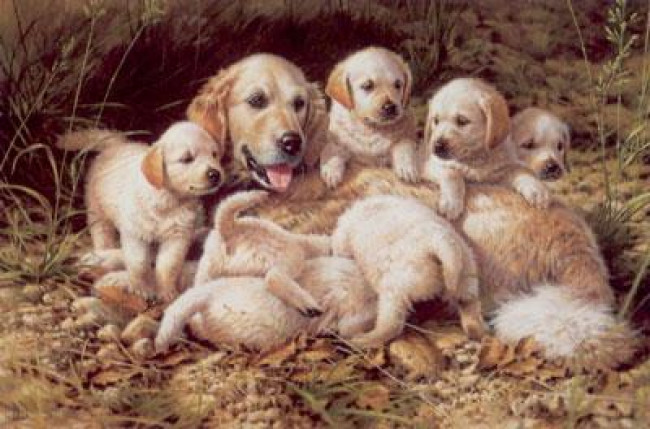 Bottoms Up - Golden Retriever & Puppies