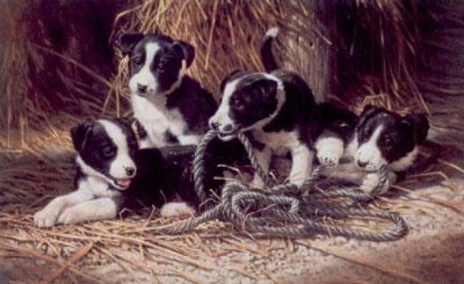Playtime - Border Collie Puppies - Mounted