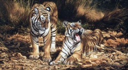 Son & Heir - Tigers - On Canvas - Canvas With Slip