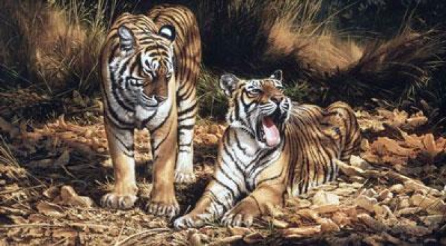 Son & Heir - Tigers - On Canvas