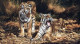 Son & Heir - Tigers - On Canvas - Canvas With Slip