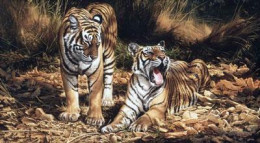 Son & Heir - Tigers - On Paper - Print only