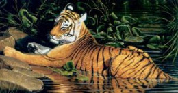 Reflections Of India - Tiger - On Canvas - Canvas With Slip