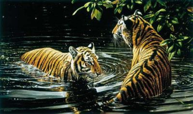 Tiger - Bengali Bathers - On Canvas