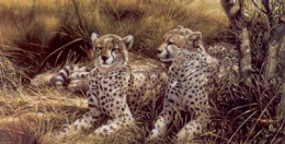 Cheetahs - Print only