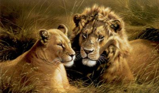 Pride Of Africa - Lion & Lioness - Mounted Pride Of Africa - Lion & Lioness - Mounted