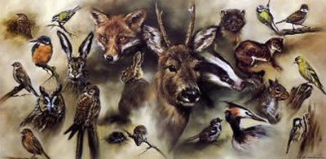 British Wildlife - Print British Wildlife - Print