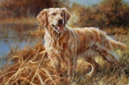 The Golden Retriever - Print