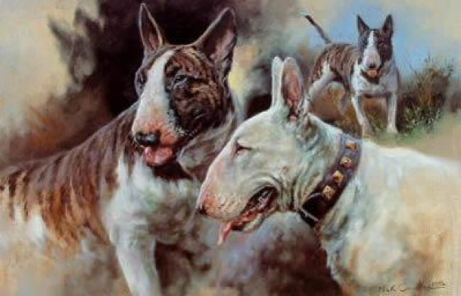 Bull Terriers