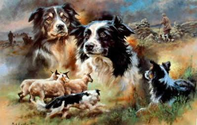 Border Collie - Print