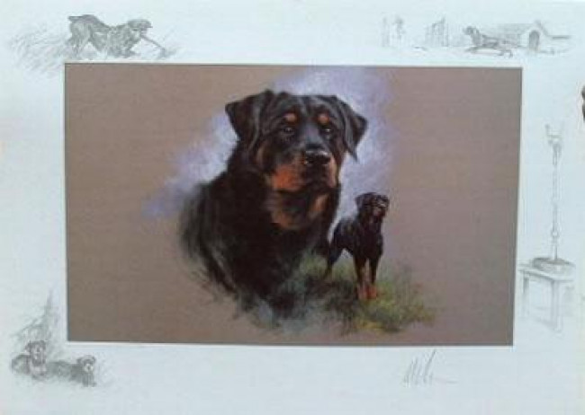Rottweiler - Print Rottweiler - Print