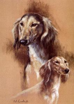 Saluki - Print