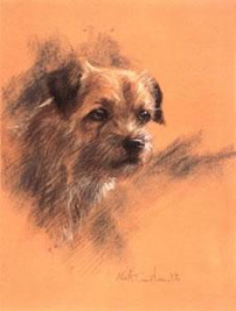 Study Of A Border Terrier - Print