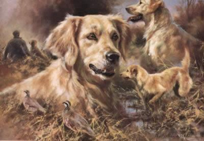 Golden Retriever - Print Golden Retriever - Print