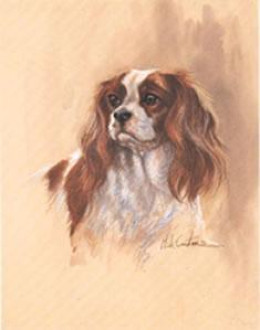 Cavalier King Charles (Head & Shoulders) - Print